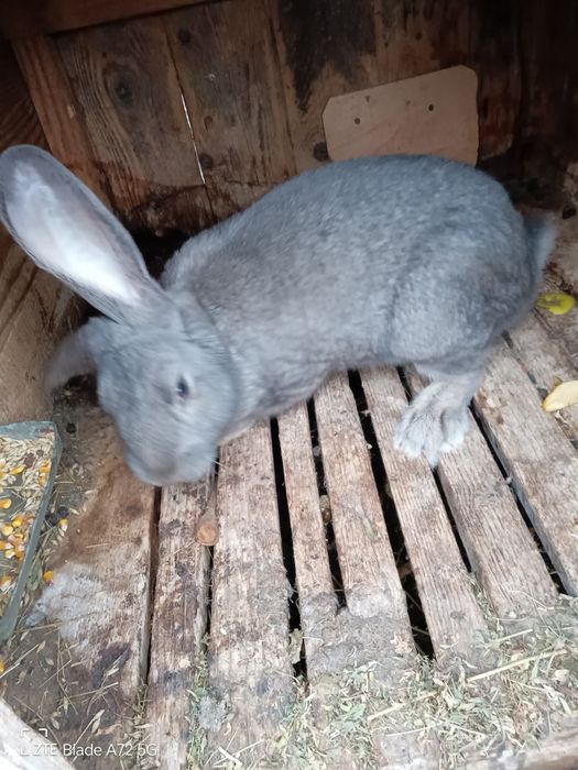 Vand iepurii belgian metis