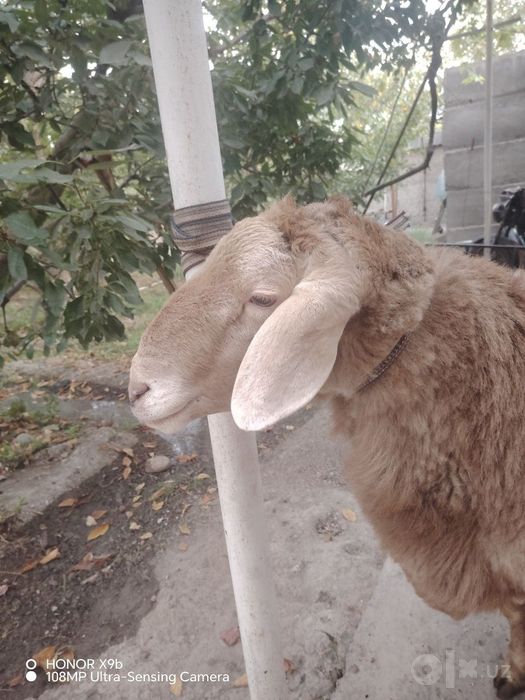 Арашан пародали куй