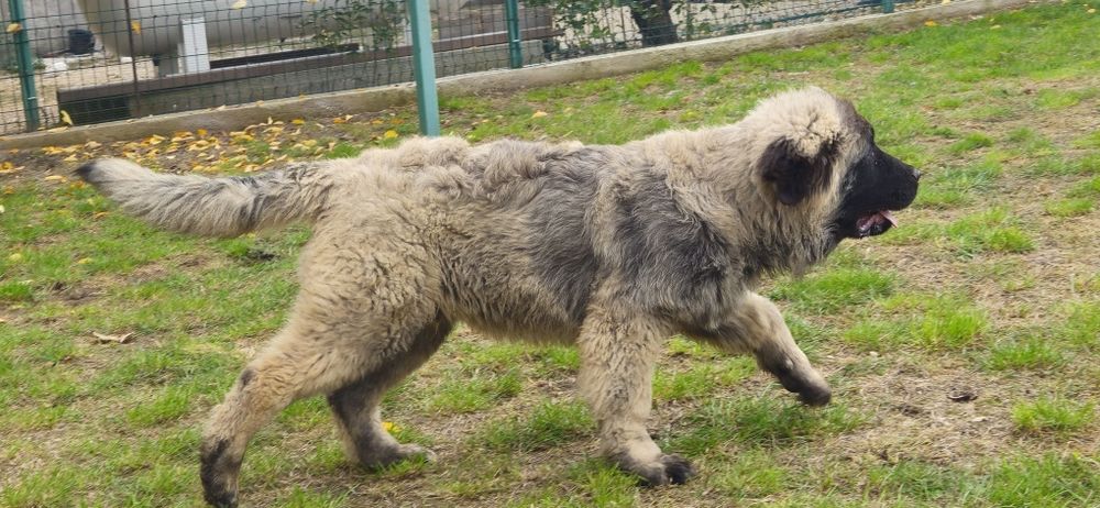 Ciobanesc Caucazian Mascul