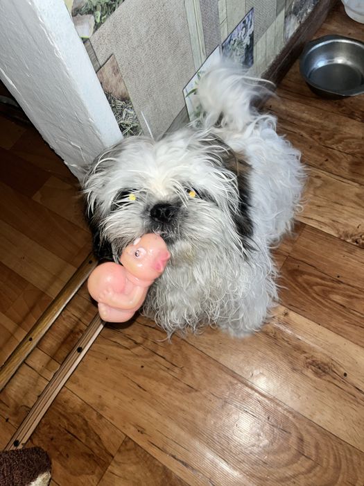 Срочно продам щенка пекинеса.