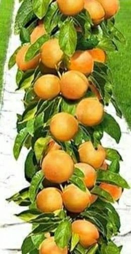 Pomi columnari anul 2/3/4 direct pe rod