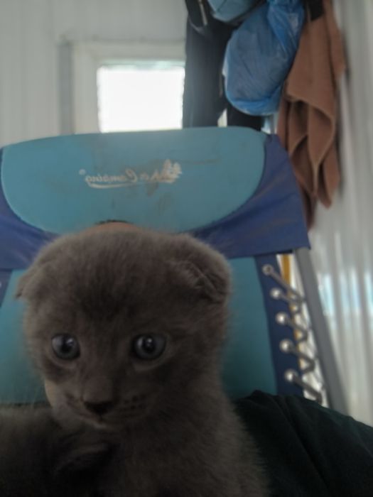Отдам котят мышеловок