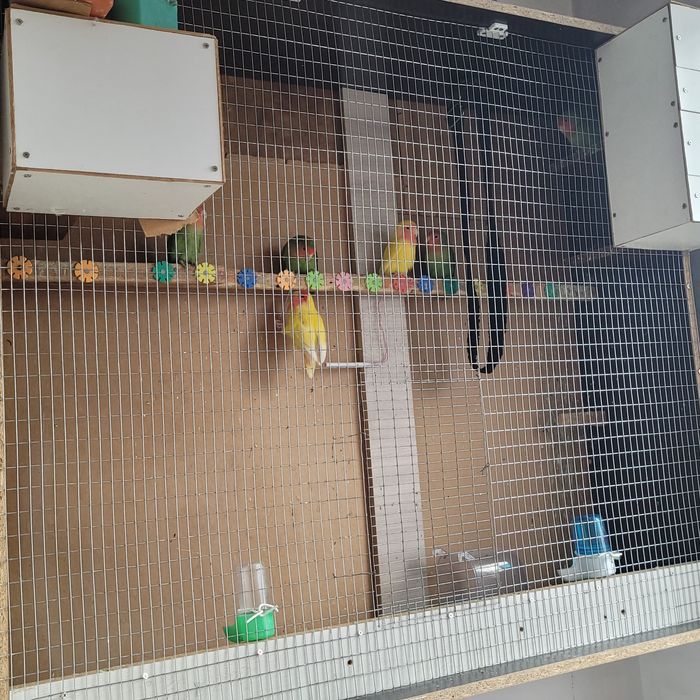 Попугай неразлучники