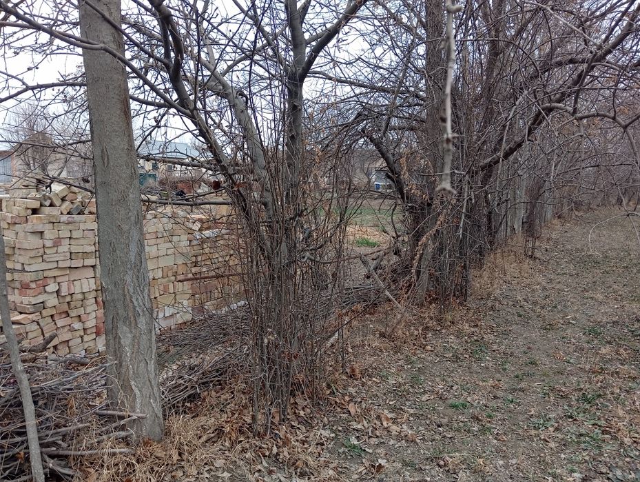 Ҳар хил турдаги ўтин сотилади