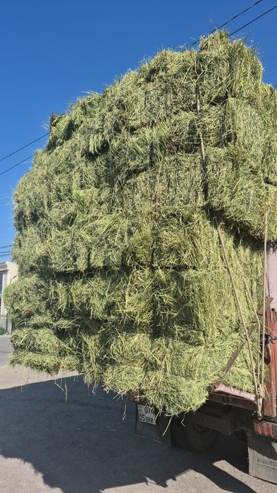 Продам сено, люцерно с доставкой