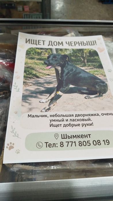 Пристраиваю собачку