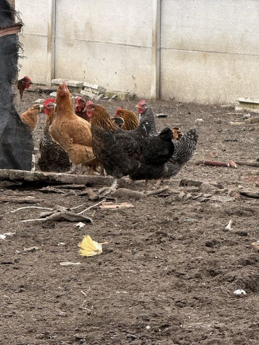 Gaini de casa de vanzare