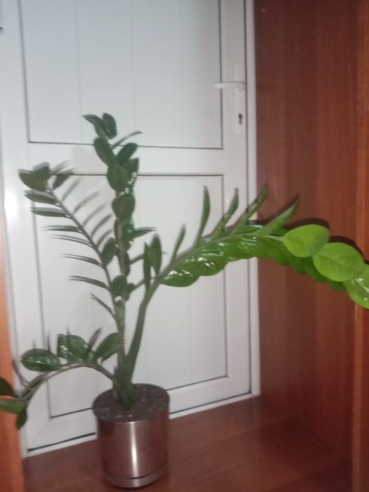 Долларовое дерево ( замеокулькос)
