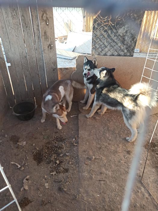 Продам собак и щенят хаски