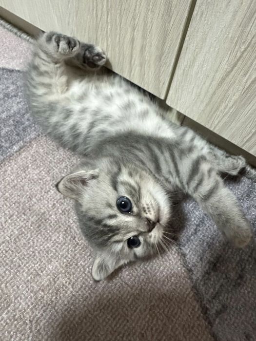 Британские котята