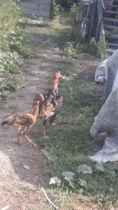 Продам петуха дакан и курицу