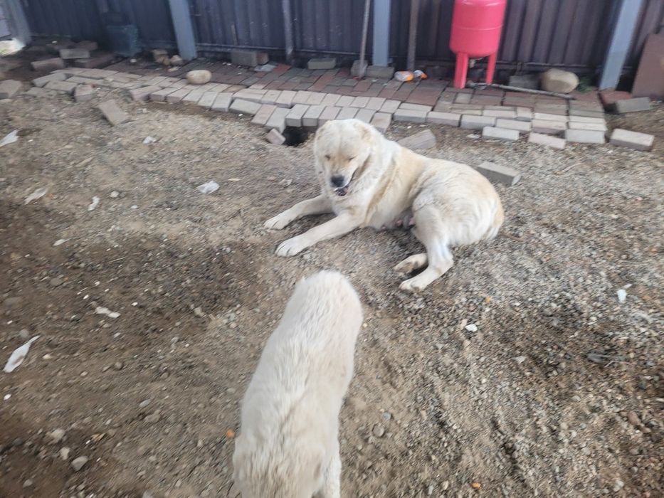 Отдам шенка девочку мама сзади