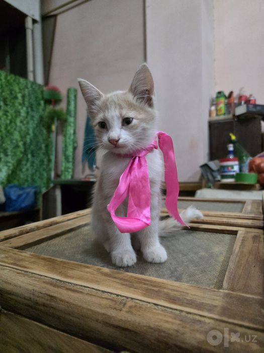 Персиковый котёнок бесплатно, мальчик