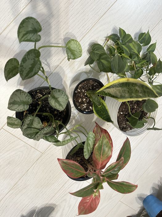 Шикарный Комбо Набор