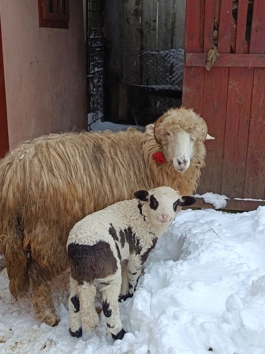 Vând oaie cu mieluță