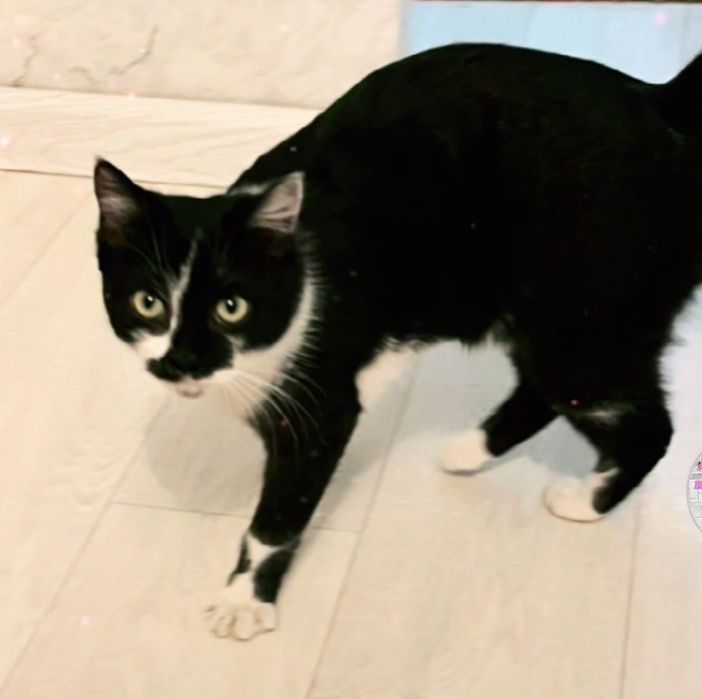 Ласковая домашняя кошка в хорошие руки.