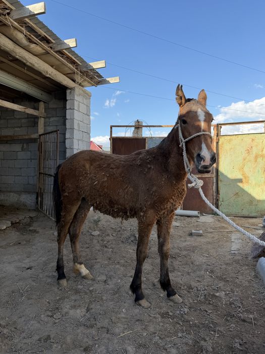 Тай сатылады. Бағымда тұрған                             З