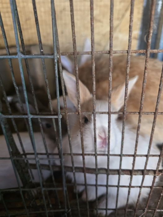 Продам крольчат  крупной породы