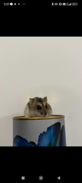 Мини хамстер много игрив