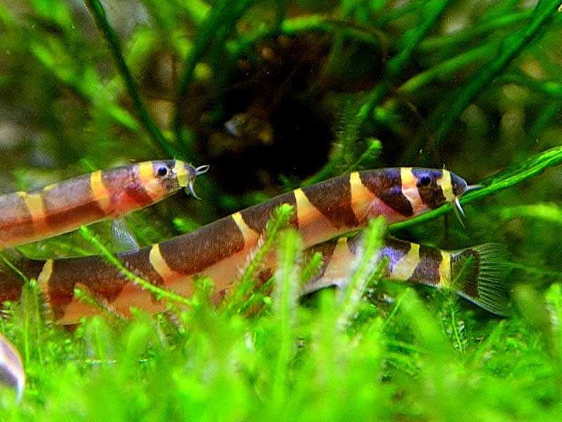 Акантофтальмусы рыбки фото Акантофтальмусы рыбки фото