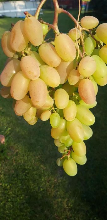 Preobrajenie viță de vie