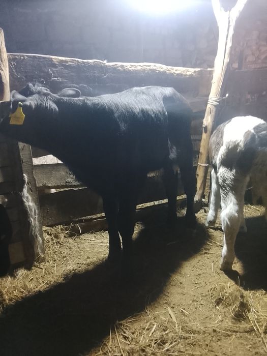 Бузаулар сатылады