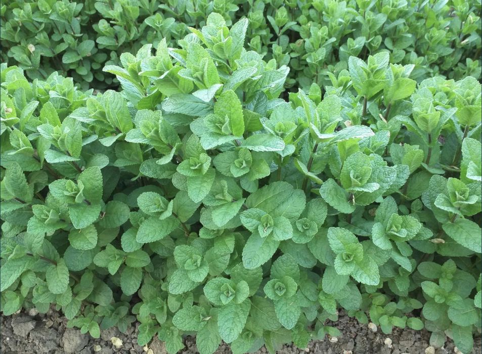 Menta spicata olandeza