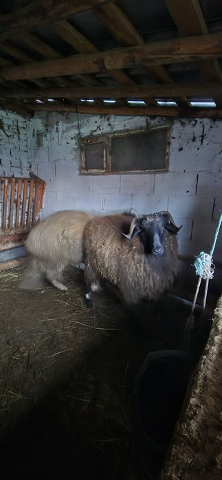 Коч само за ценители