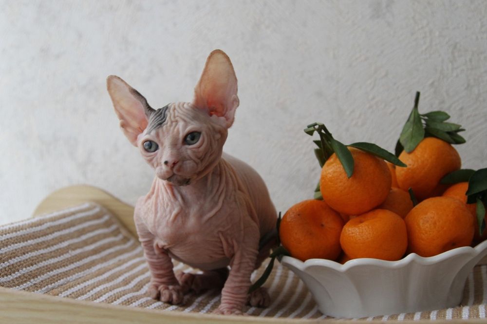 Котята сфинксята