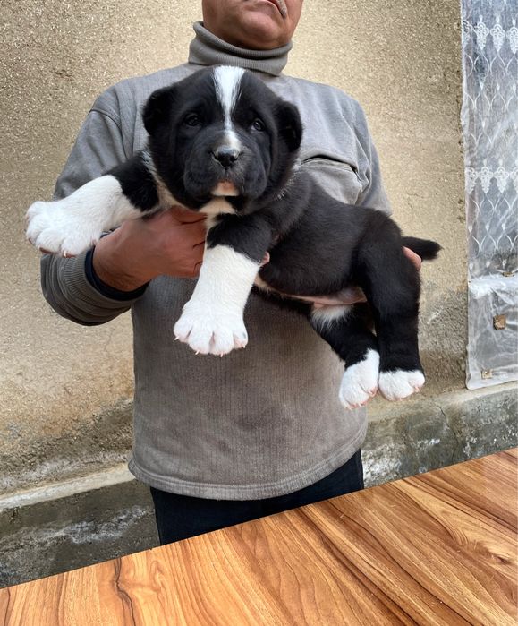 Щенок алабая (Супер Гигант )