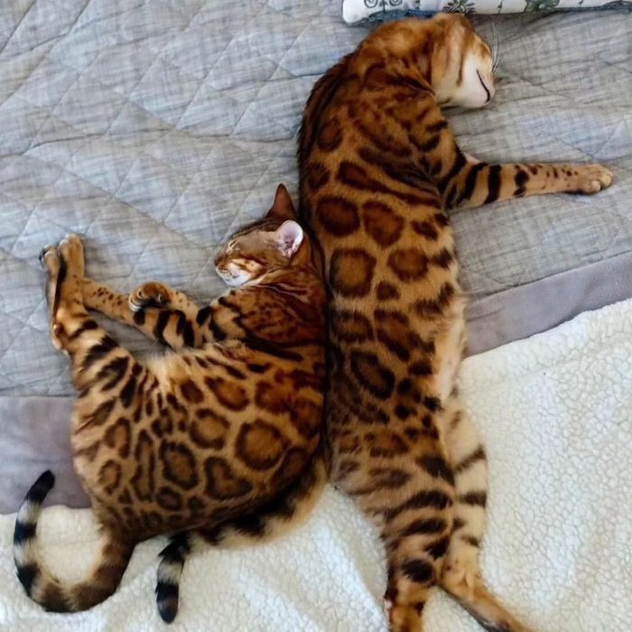 Бенгальская кошка