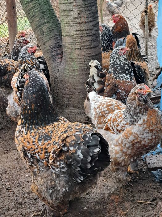 Oua si găini brahma portelan