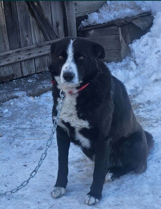 Отдам собаку  кобеля. 1,5 года