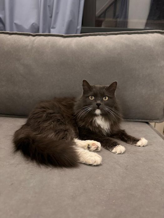 Кошка Китти породистая