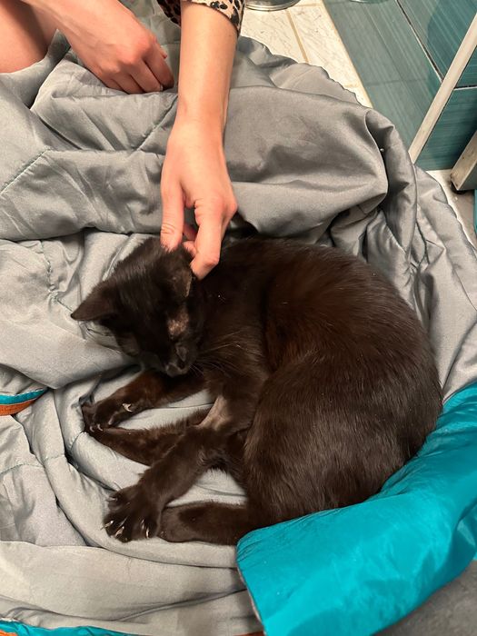 Pisica neagră iubitoare Adopție București