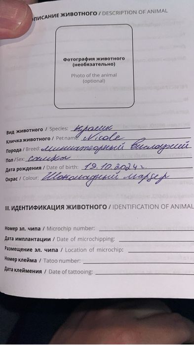 Продается миниатюрный вислоухи кролик. Самка