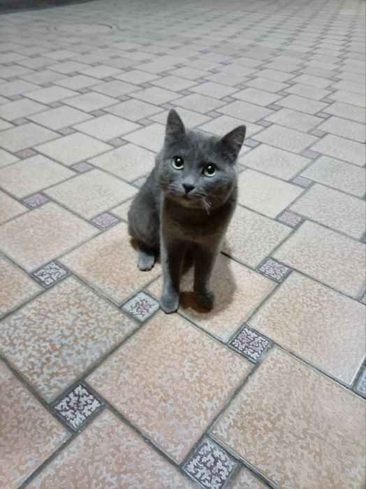 Russian Blue Mushigi