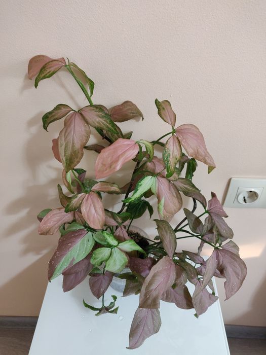 Комнатные растения