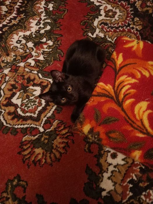 котёнка в хорошие руки