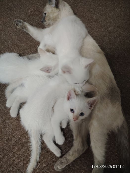 Отдам Котят даром!!!