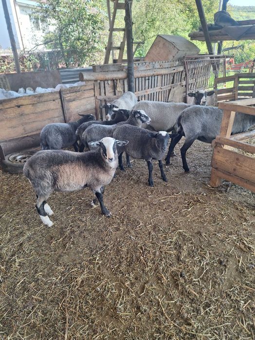 Berbecuți rasă romanov