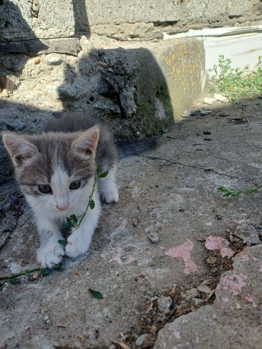 Отдам в добрые руки котят