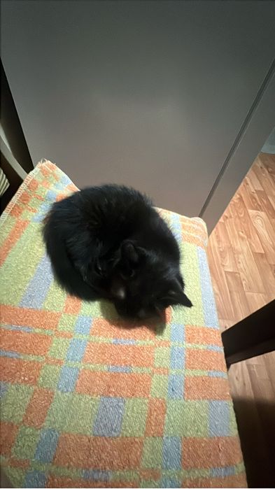 Ласковый котенок даром