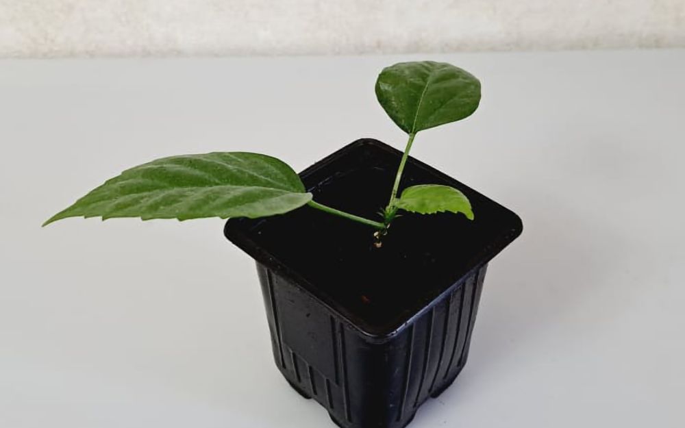 Цветы Цветы Цветы