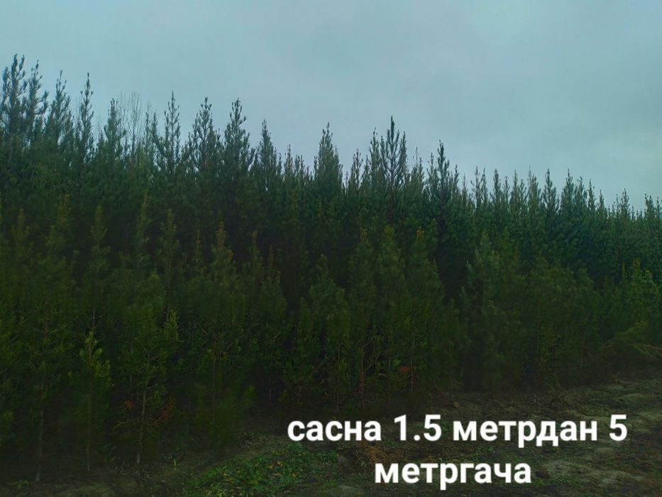 Арчалар 7 хил турдаги сорт ва хар хил фигурали куринишда.