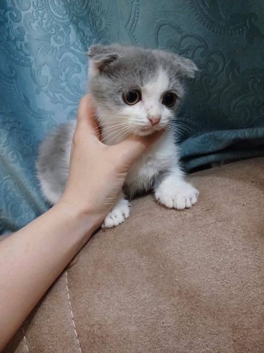 Продам в добрые руки