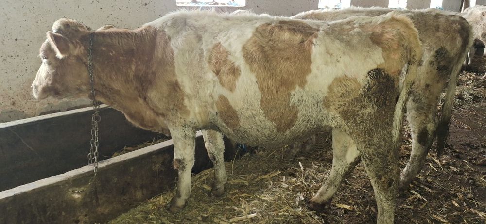 Vaci pentru abator sau de ținut