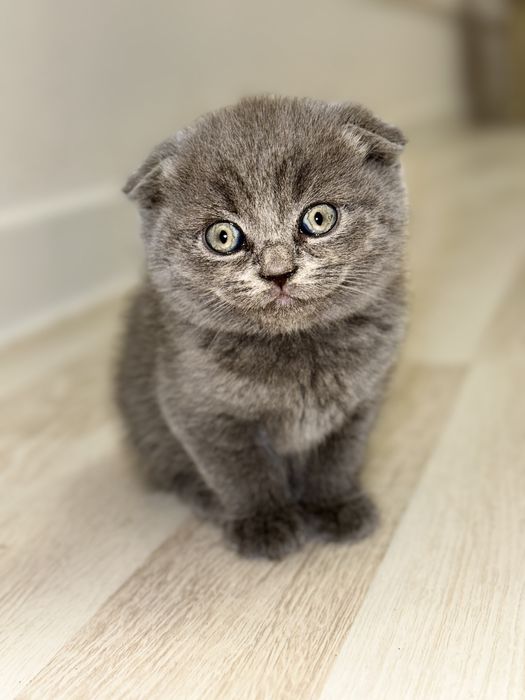 Кошка, Котёнок Шотландская вислоухая