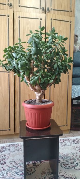 Продам денежное дерево (крассула, толстянка):