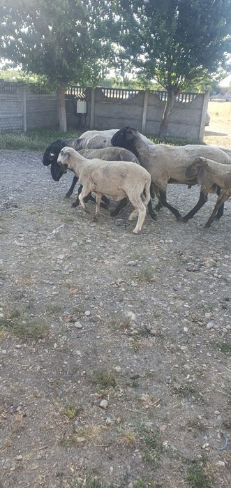 Vând Berbeci sarbesti și Bergamo